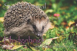 Hedghog as Spirit Animal