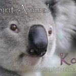 Koala as Spirit Animal