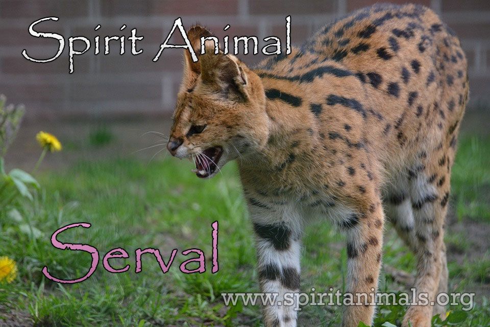 Serval Cat as Spirit Animal