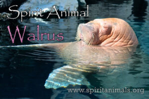 Walrus as Spirit Animal