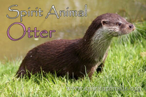 Otter as Spirit Animal