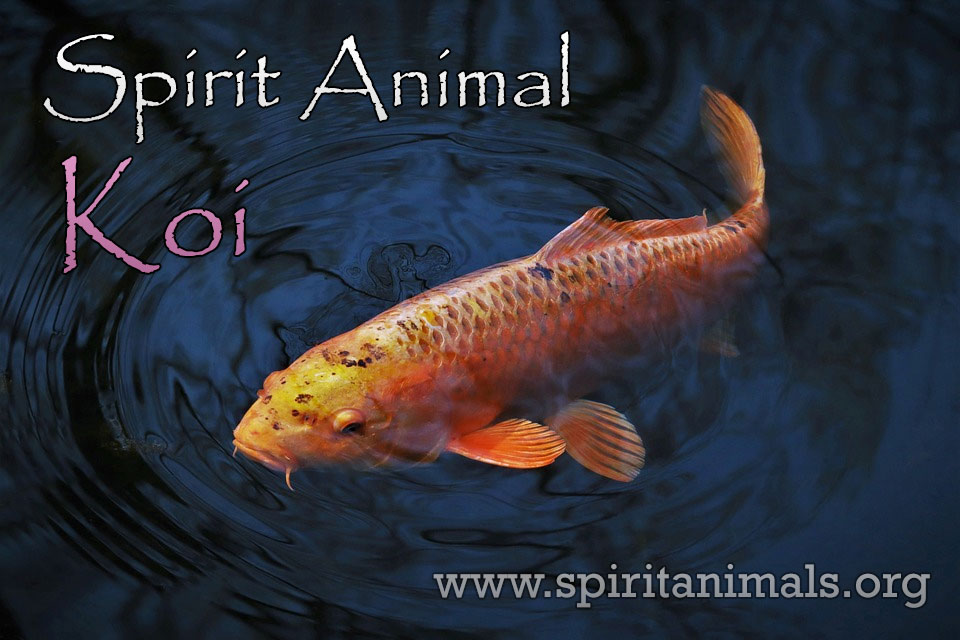 Koi Fish as Spirit Animal