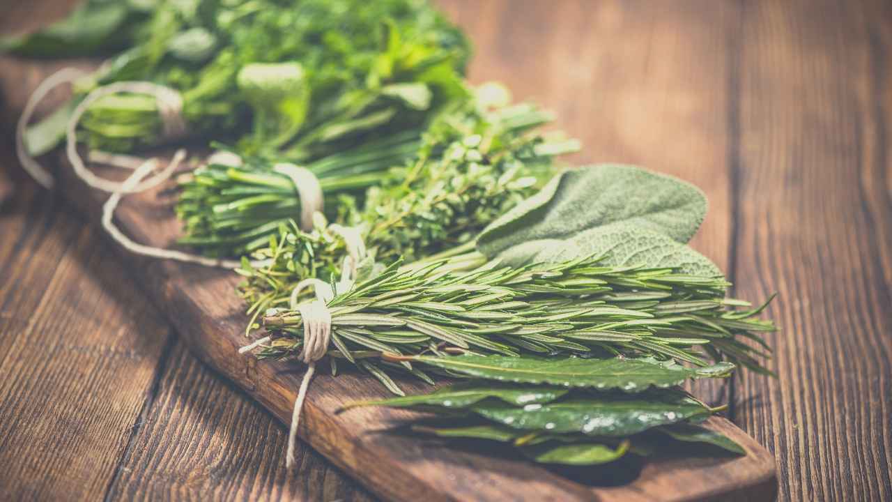 6 Powerful Herbs To Attract Money + How To Work With Them