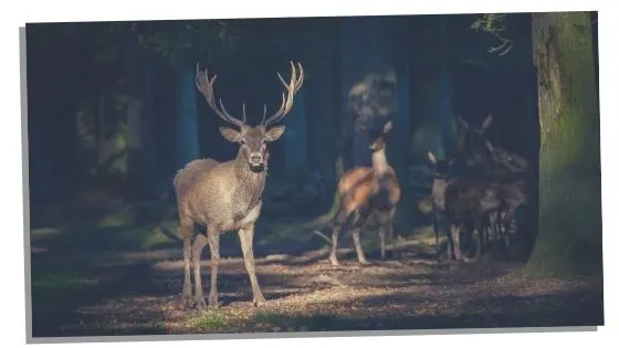 Deer spirit animal