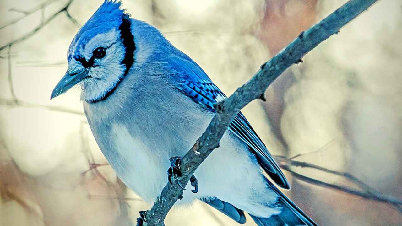 11 Blue Jay Spiritual Meanings: Dreams, Spirit Animal & More