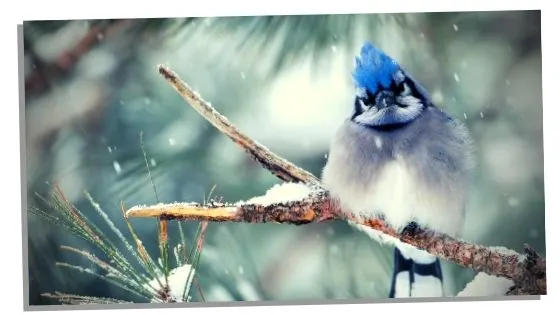 curious blue jay 