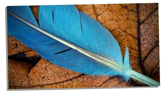 Image of a blue jay feather