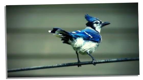 blue jay symbolism 