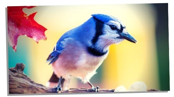 positives and negatives of blue jay spirit animal 