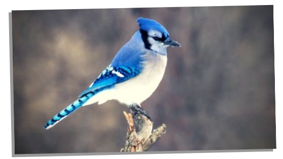 other meanings of seeing a blue jay 