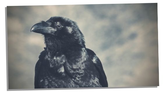 How to know if the black crow is your spirit animal. 