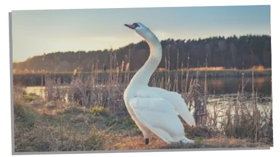 swan meaning in mythology and folklore 