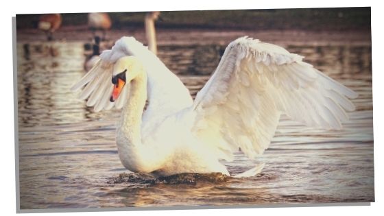 negative characteristics of swan spirit animal