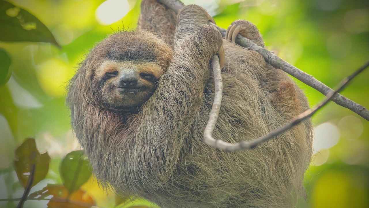 Secrets Of The Sloth Spirit Animal – Traits, Symbolism & More