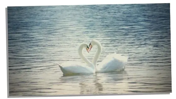 swan spirit animal and what it represents