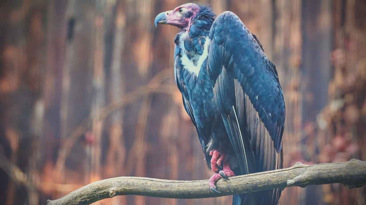 vulture spirit animal