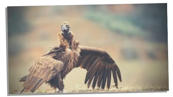 meaning of vulture mythology 