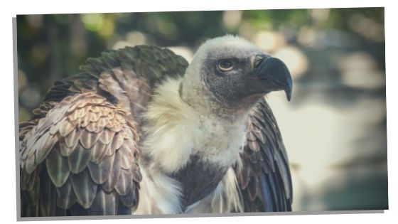 vulture spirit animal signs 