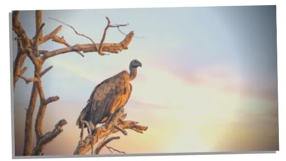 symbolism of vulture spirit animal  