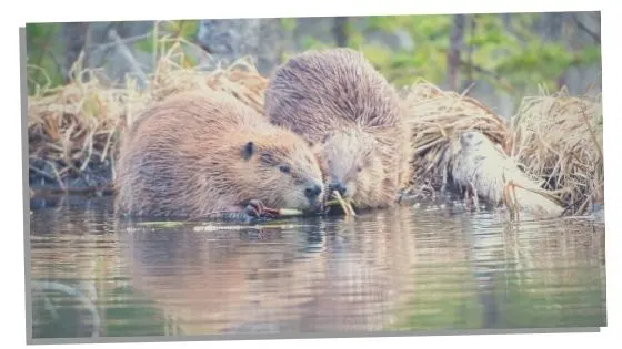 beaver spirit animal love 