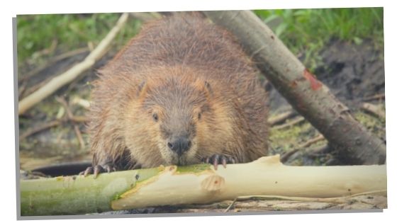 beaver spirit animal and folklore