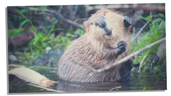 Cute beaver  