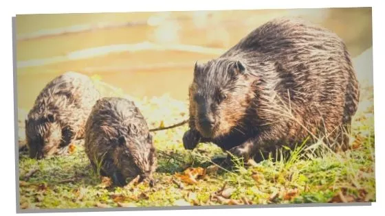 Beaver work life balance