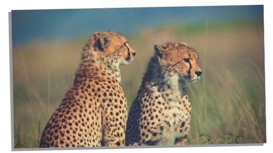 Cheetahs other messages 