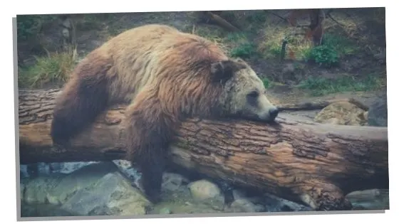 seeing bears and hibernation 