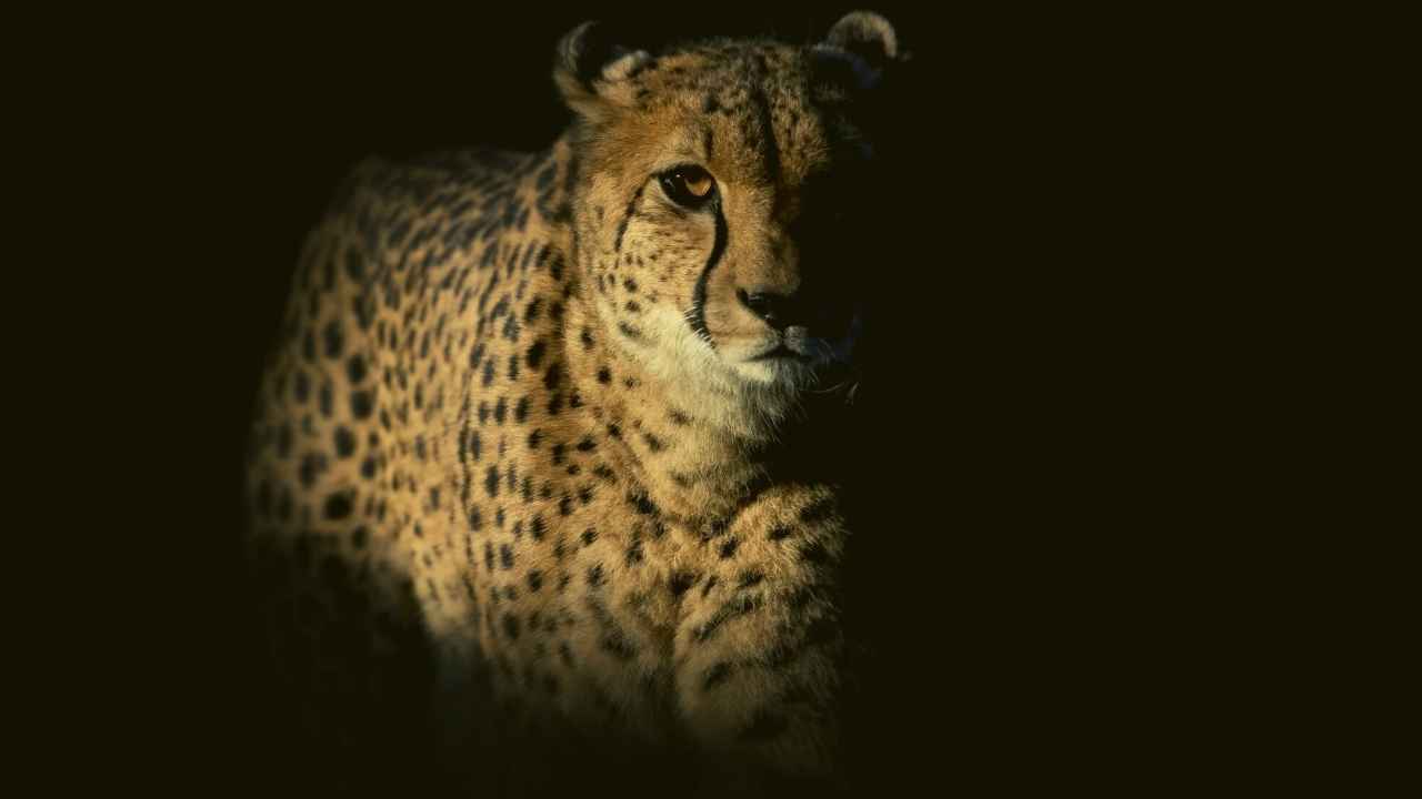 The Amazing Cheetah Spiritual Animal – Totem, Symbolism And More