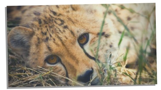 cheetahs spiritual meaning 