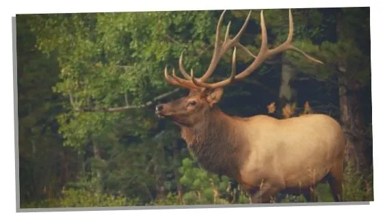 elk spirit animal 