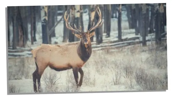 positive traits Elk spirit animal 