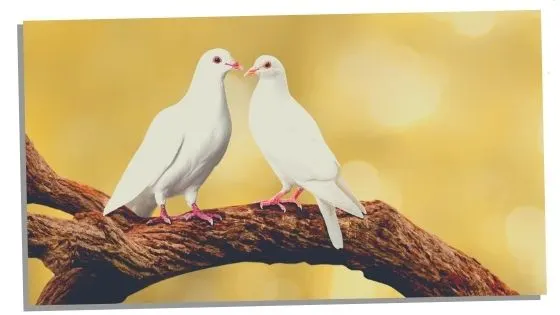 Dream Meaning Of A Pair Of Doves