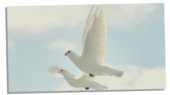 Potential Significance Of Two Doves