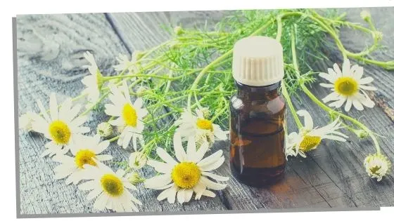 Chamomile Essential Oils For The Throat Chakra