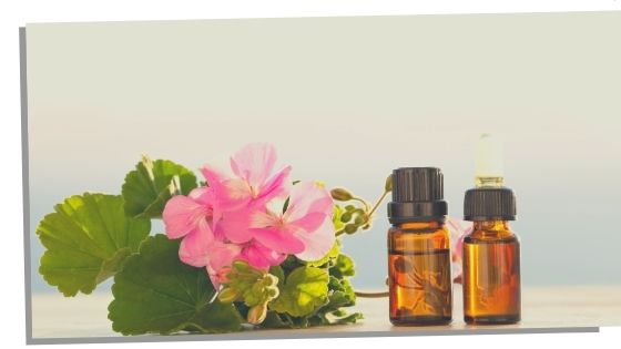 Geranium Essential Oils For The Throat Chakra