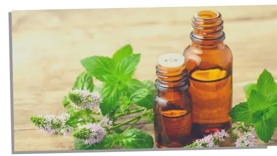 Peppermint Essential Oils For The Throat Chakra