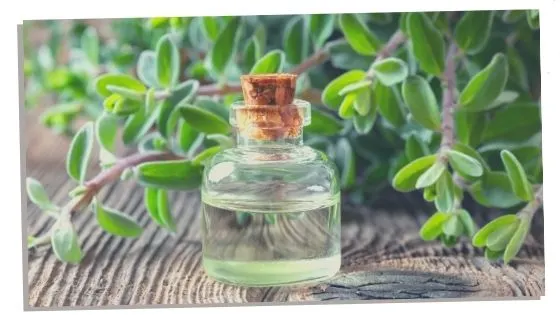 Marjoram oil