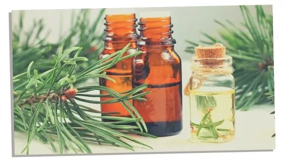 Pine essential oil for the heart chakra 