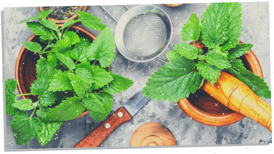 Lemon Balm