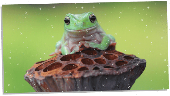 Frog good luck