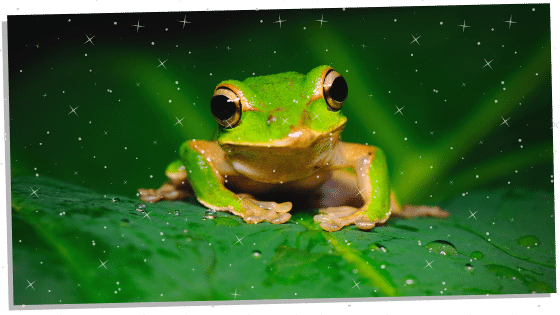 Frog spiritual meaning