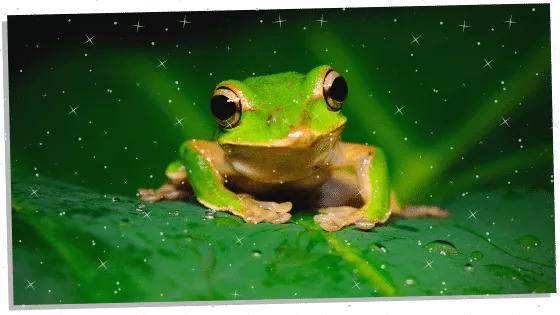 Frog spiritual meaning