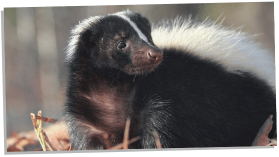 Skunk Spiritual Meanings