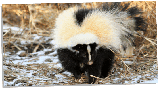 Skunk Spirit Animal