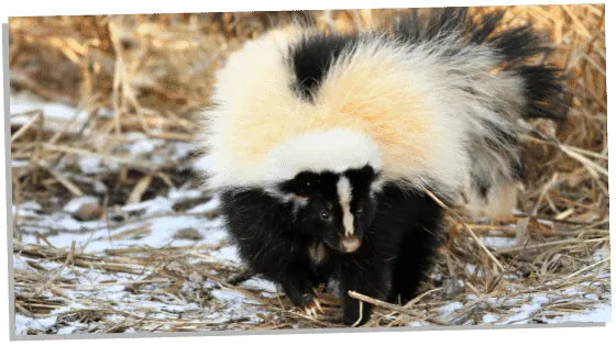 Skunk Spirit Animal