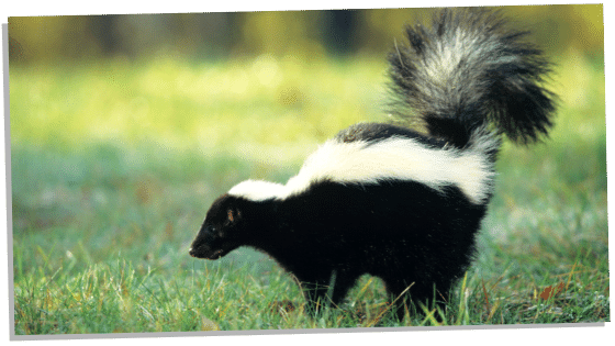 Skunk in Christianity