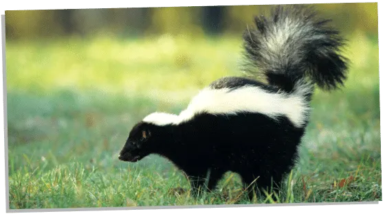 Skunk in Christianity