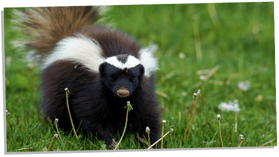 Skunk Totem